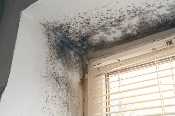 Affordable Mold Remediation solutions in Carteret, NJ